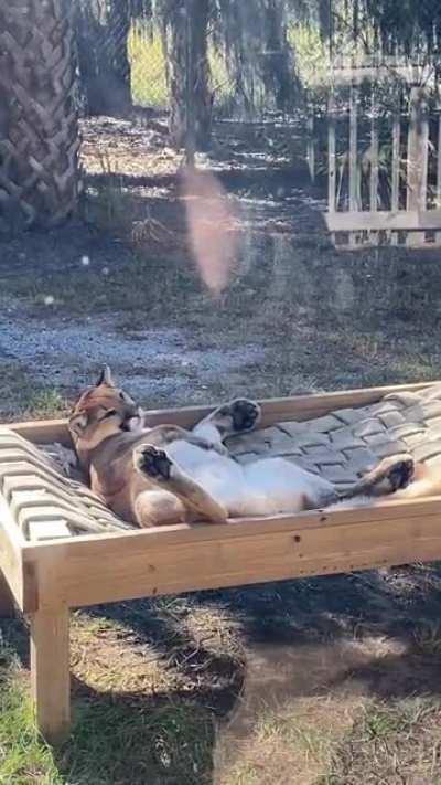 Cougar enjoying a Sunday siesta