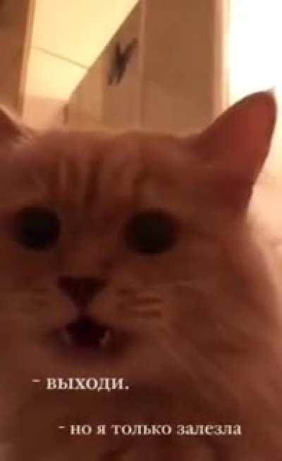 Вот и поговорили.