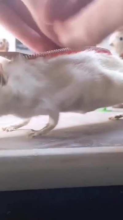 Thanks, I hate rat pencil case