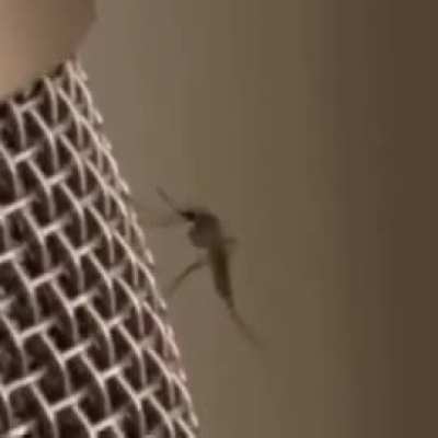 Where do I post thizzz