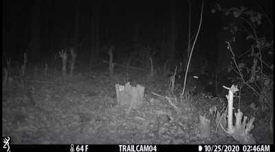 Raccoon partner switcheroo