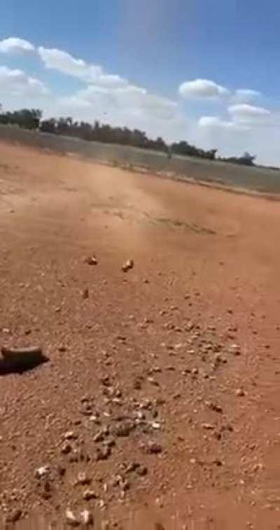 Mice rain from the sky as a farmer cleans out his silo, as 