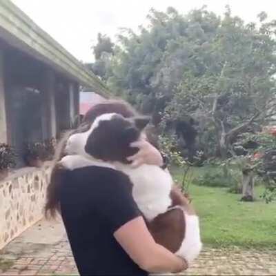 Sweet miniature horse cuddles