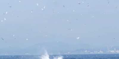 Orca punts a seal 80 feet into the air.