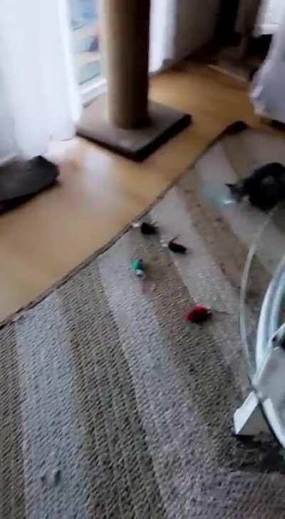 My new kitten clearly values The Feather.