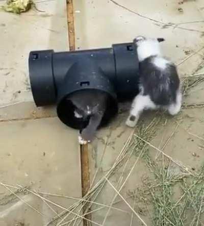 Puurpetual Meowchine