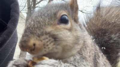 ASMR: A Samuel Munching Rations