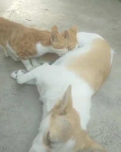 Mama Dog breastfeeding two hungry cat