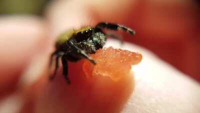 A jumping spider eating watermelon! They can gain hydration through fruits, veggies, plant sap, nectar, honeydew etc, a behaviour observed in wild specimens! Not only does it offer good hydration, it is also great enrichment for them❤🕷