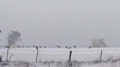 It's snowing in Australia at the moment and its not every day that you get to see Kangaroos hopping in the snow.