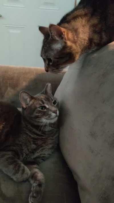 Well that's not the sweet moment I was hoping for..