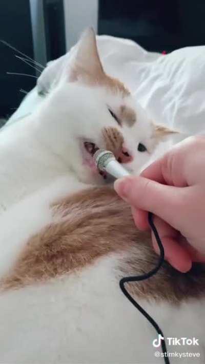 Скажите несколько слов о Вашей кошачьей жизни