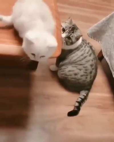 Big cat helps kitten achieve their dream leap.