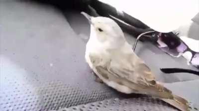 Man Saves a dying bird in desert.