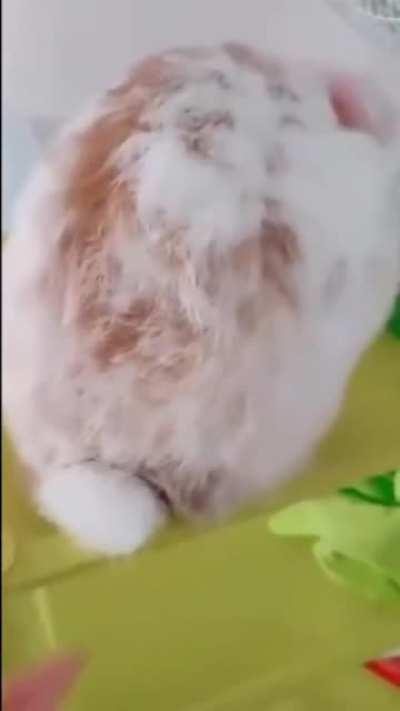 А хвостик то у них - длинный!