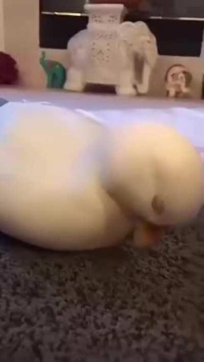 He is the king of sleep...!!!