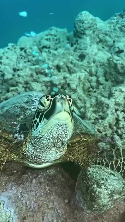 Beautiful turtle blowing bubbles. They do this to adjust their buoyancy/body weight