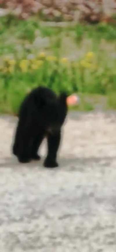 You never know what you're going to come across north of the 54th parallel in Manitoba.