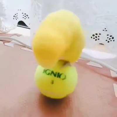 Escaped from circus!!