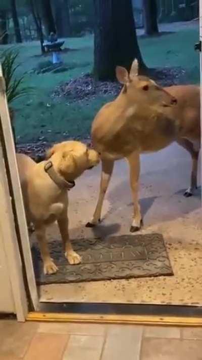 Hey ma, can he stay for dinner?