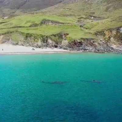Basking sharks in Keem Bay, Achill island, Ireland.