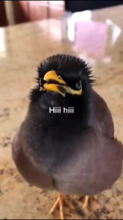 Bird talking just like human