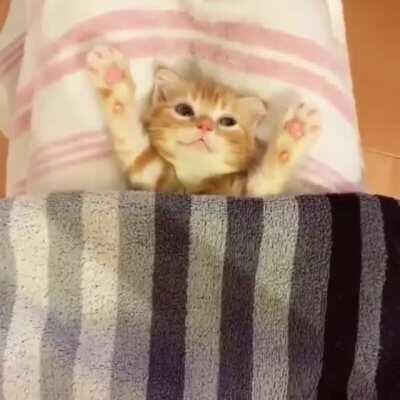 Kitten getting tucked in