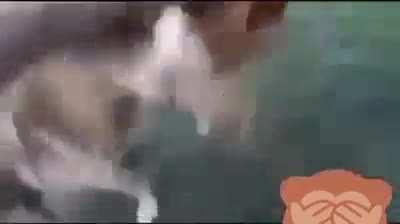 Shouldn't have crossed the road.