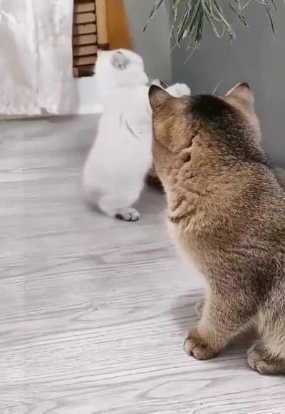 Still working on those pouncing skills