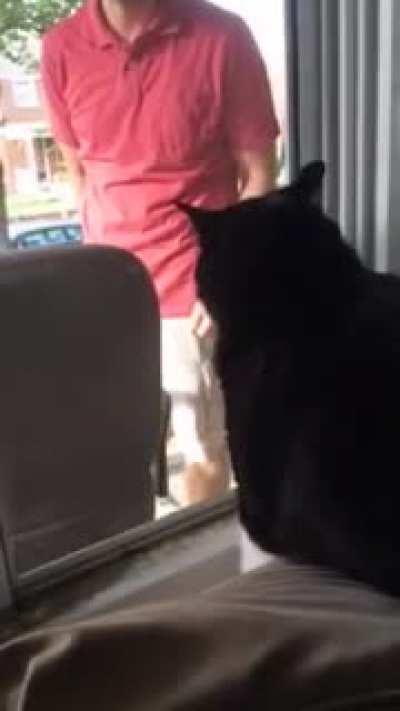 Cat See's his owner with a new dog.