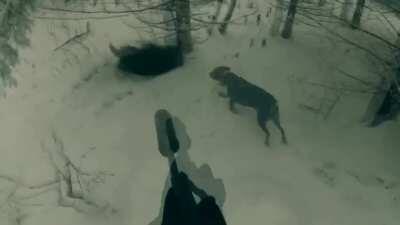 Wild boar charge, Sweden:  