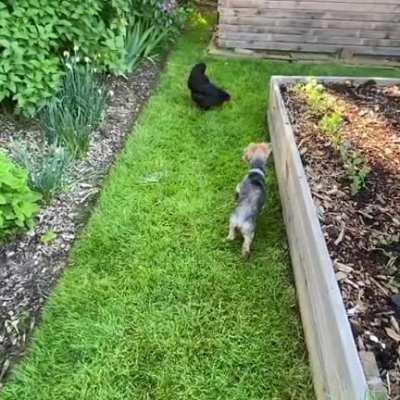 Homie the Yorkie meets Simone the chicken!