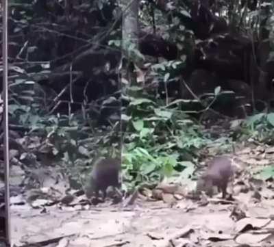Jungle rodent sees it’s reflection in mirror. My jungle rodent people need me