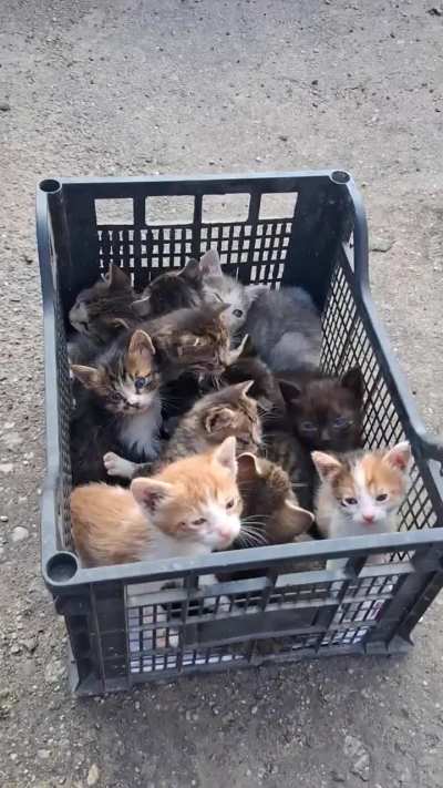 12 abandoned kittens.. And our shelter is overwhelmed with +50 very sick cats..