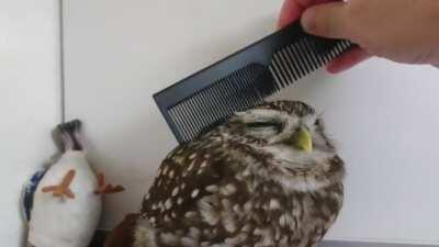 Combing Owl Feathers