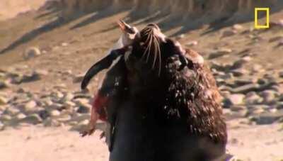 Southern Sea Lion chases down a Gentoo Penguin