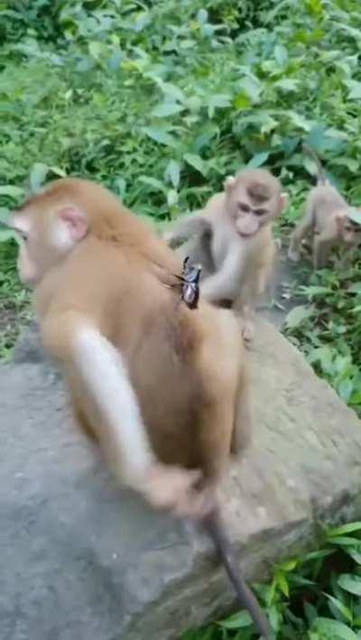 Something Itching My Back