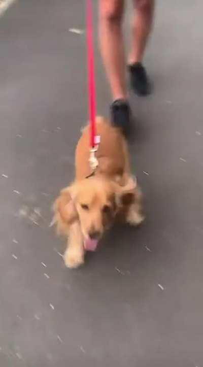 Someone is excited to go on a walk