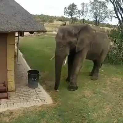 Safari elephant picking up trash and throwing it in a trash can