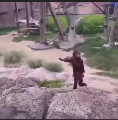 Might as well get the ball rolling with... Monke