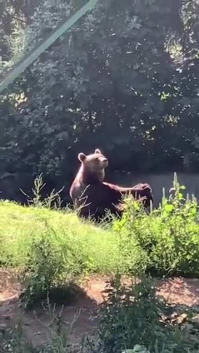 A bear being bored