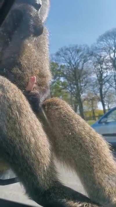 Baboon eating own semen(NSFW)