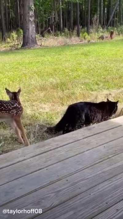 A baby deer and a cat become friends