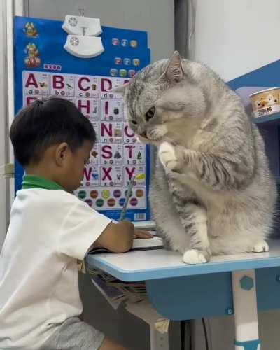 A big kitty companion