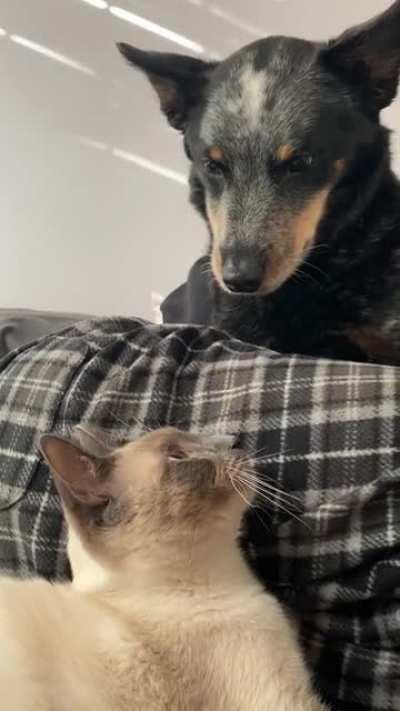 I’ll take this death.