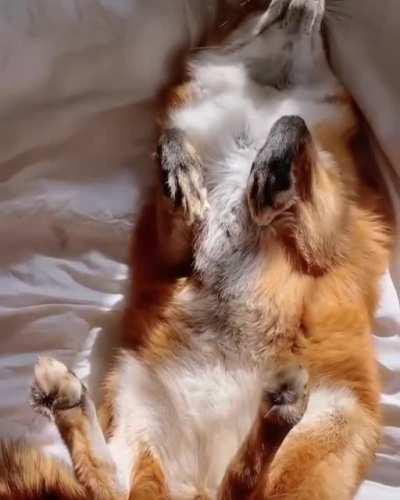 Nice and comfy🦊