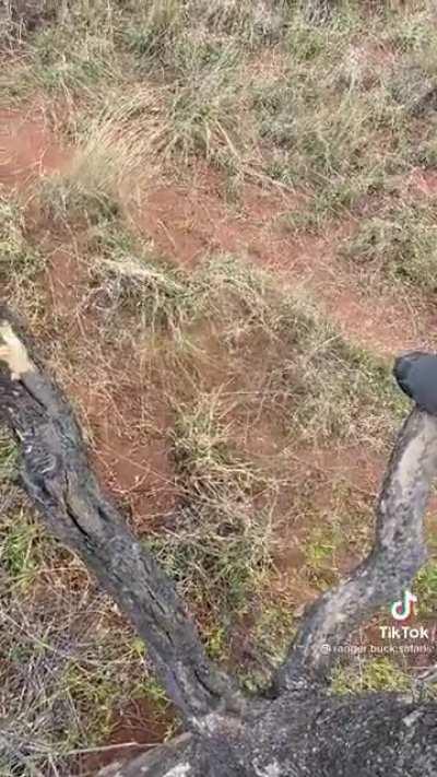 Ever been chased by a rhino up a tree?