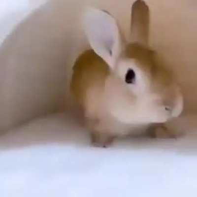 posting random shit on the internet day 40 (final video. this was something.)