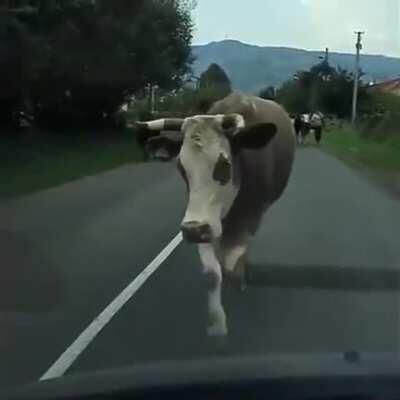 Cow pulling off the perfect cat walk.