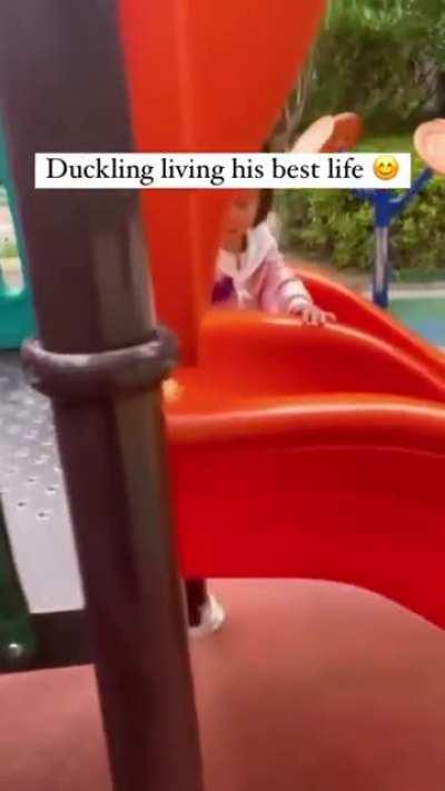 kid teaches duckling something fun